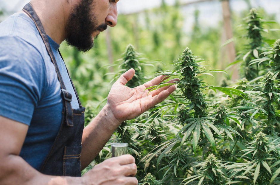 examining cannabis plants